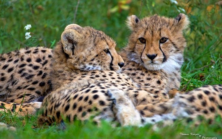 морда, пара, отдых, дикие кошки, хищники, гепарды, face, pair, stay, wild cats, predators, cheetahs