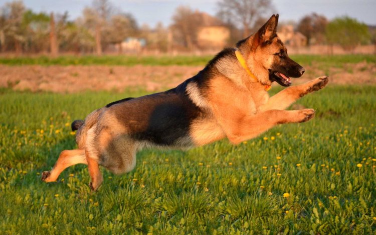 собака, немецкая овчарка, dog, german shepherd