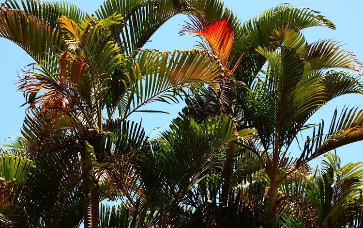 пальмы, красивый, тропики, palm trees, beautiful, tropics