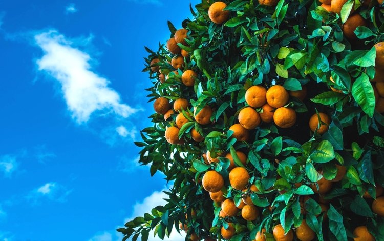 небо, дерево, фрукты, плоды, мандарины, цитрусы, the sky, tree, fruit, tangerines, citrus