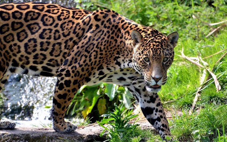 трава, хищник, большая кошка, ягуар, grass, predator, big cat, jaguar
