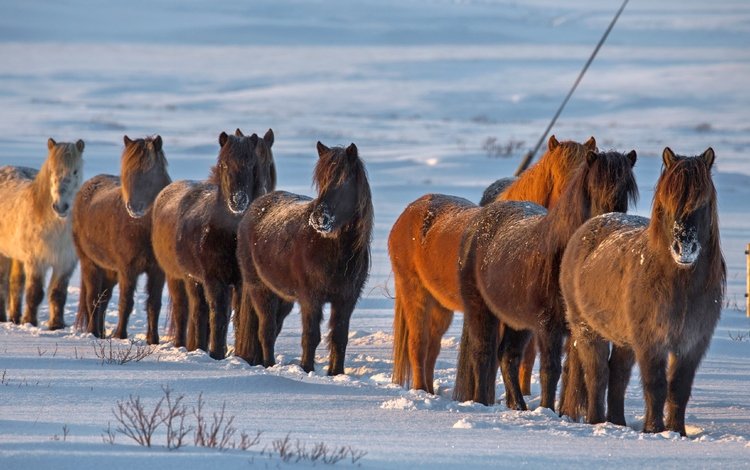 снег, зима, лошади, кони, исландия, snow, winter, horse, horses, iceland