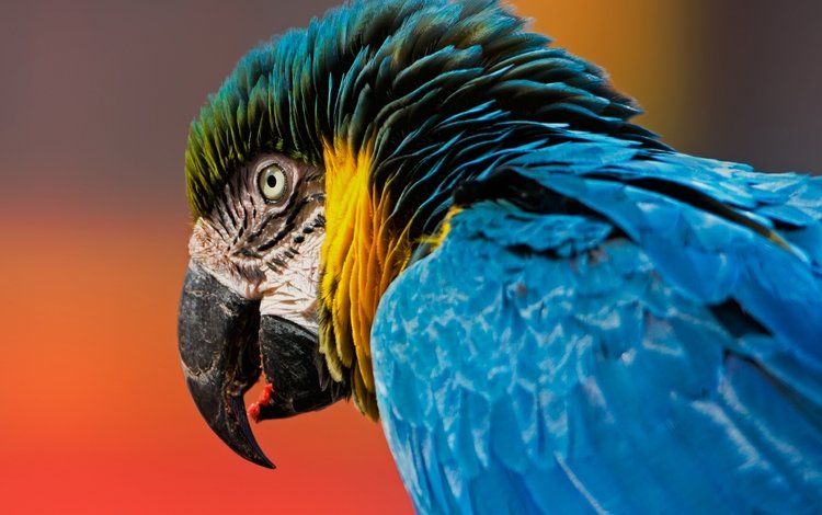 фон, птица, клюв, перья, попугай, ара, голова, сине-жёлтый ара, background, bird, beak, feathers, parrot, ara, head, blue-and-yellow macaw
