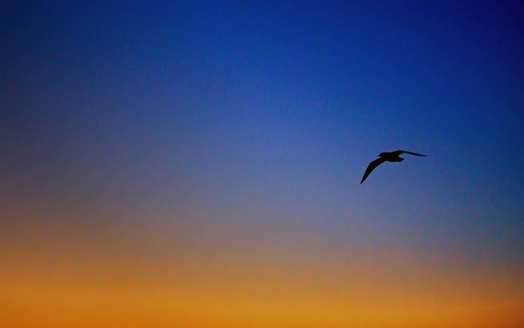 небо, вечер, полет, крылья, чайка, птица, the sky, the evening, flight, wings, seagull, bird