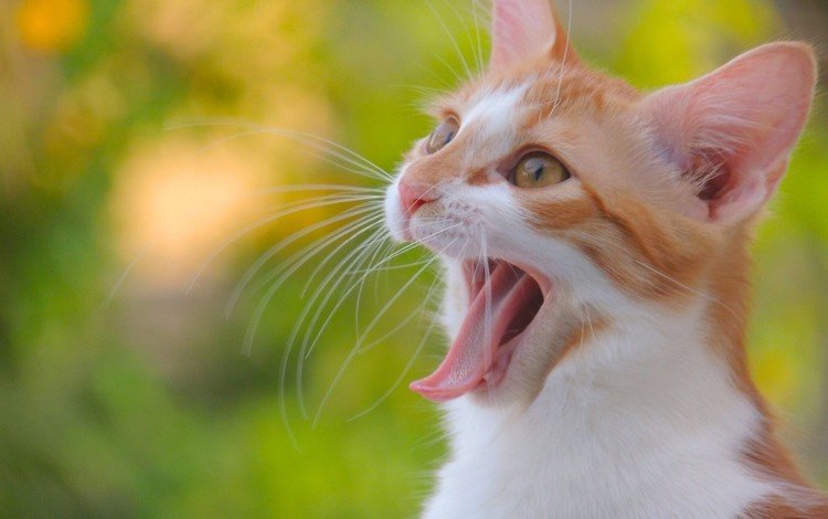 кот, мордочка, усы, кошка, взгляд, котенок, язык, cat, muzzle, mustache, look, kitty, language
