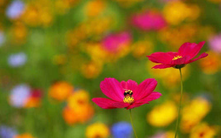 цветы, природа, насекомое, размытость, пчела, космея, flowers, nature, insect, blur, bee, kosmeya