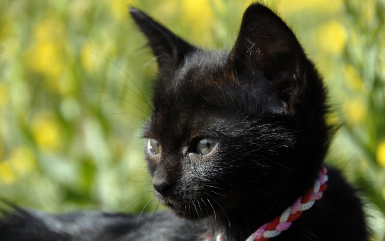 кошка, котенок, черный, cat, kitty, black