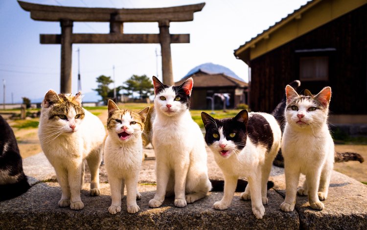 фон, взгляд, коты, кошки, background, look, cats