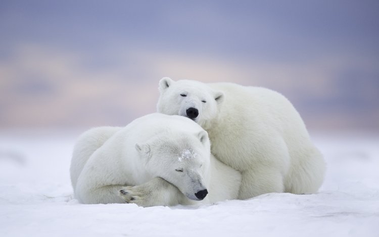 сон, парочка, отдых, медведи, аляска, белые медведи, национальный арктический заповедник, sleep, a couple, stay, bears, alaska, polar bears, the arctic national reserve
