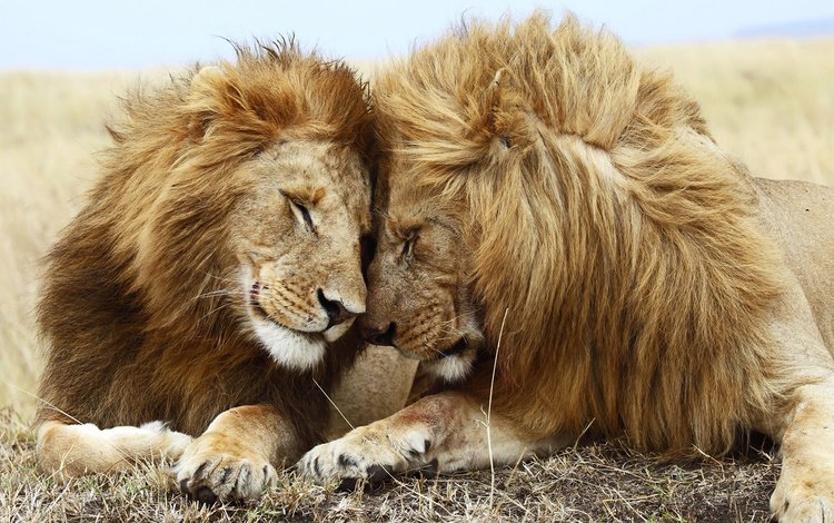 природа, львы, хищники, дружба, nature, lions, predators, friendship