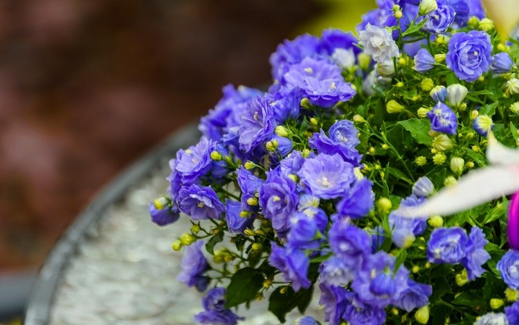 цветы, макро, лепестки, синие, бутончики, кампанула, flowers, macro, petals, blue, buds