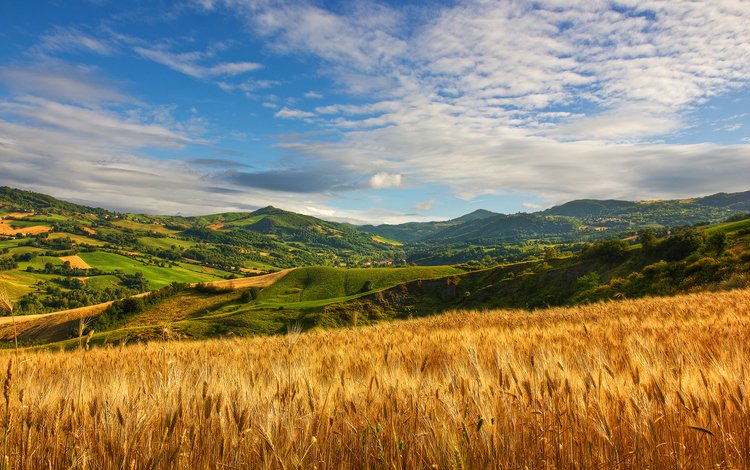 трава, облака, холмы, поле, лето, колосья, пшеница, grass, clouds, hills, field, summer, ears, wheat
