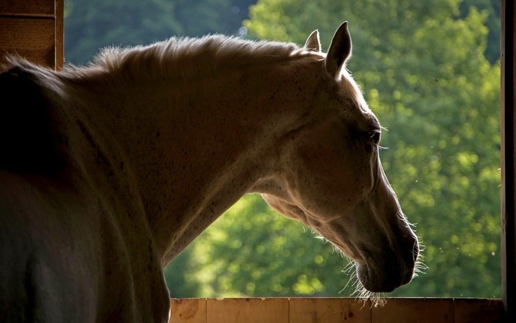 морда, лошадь, фон, конь, face, horse, background