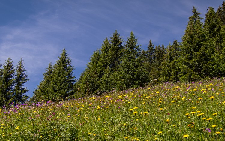 цветы, деревья, швейцария, луг, eggenschwand, flowers, trees, switzerland, meadow