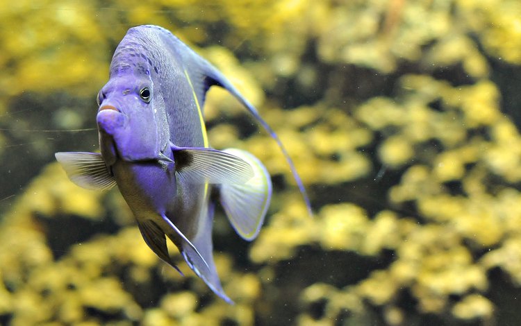 аквариум, рыбка, рыба, фиолетовая, скалярия, aquarium, fish, purple, scalars