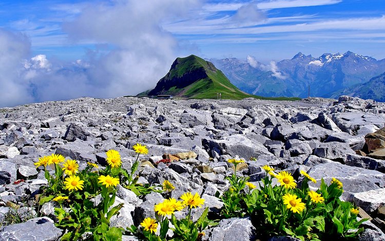 цветы, горы, камни, франция, альпы, верхняя савойя, flowers, mountains, stones, france, alps, haute-savoie