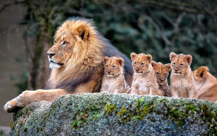 природа, львы, семья, лев, львята, nature, lions, family, leo, the cubs