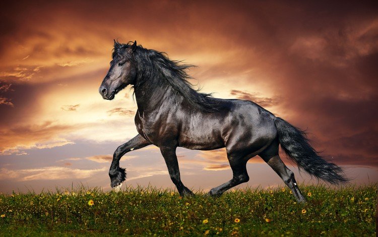 небо, животное, цветы, конь, грива, лошадь, чистокровный, облака, природа, закат, поле, черный, the sky, animal, flowers, mane, horse, thoroughbred, clouds, nature, sunset, field, black