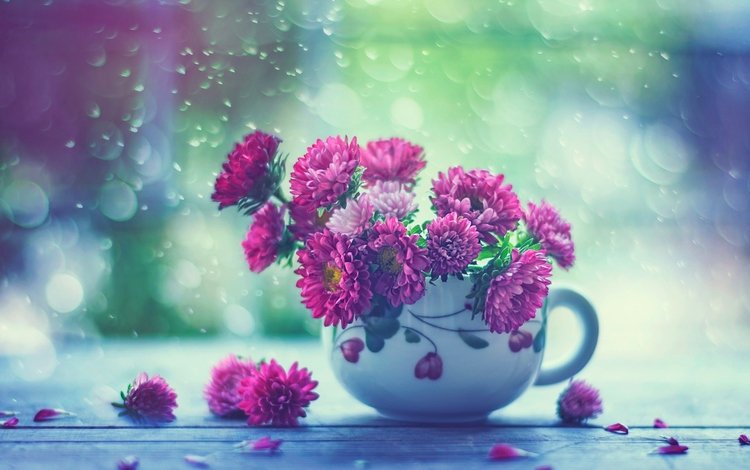 цветы, капли, дождь, кружка, окно, астры, flowers, drops, rain, mug, window, asters