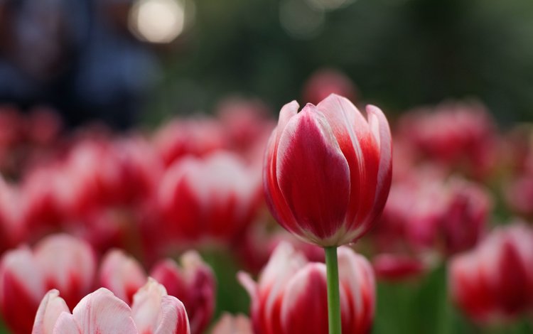цветы, лепестки, весна, тюльпаны, flowers, petals, spring, tulips