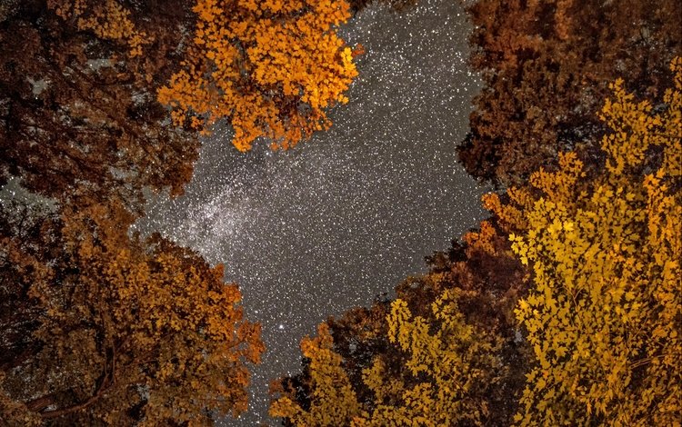 небо, деревья, фото, осень, фотограф, greg stevenson, ночное, звездное, the sky, trees, photo, autumn, photographer, night, star