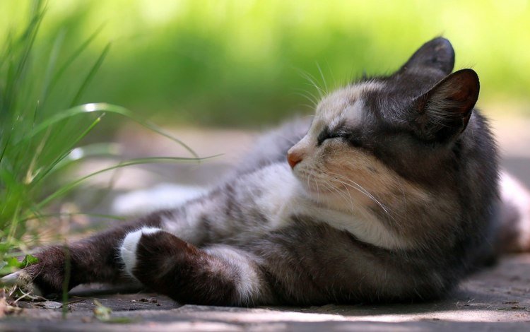 кот, кошка, отдыхает, коты, травка, cat, resting, cats, weed