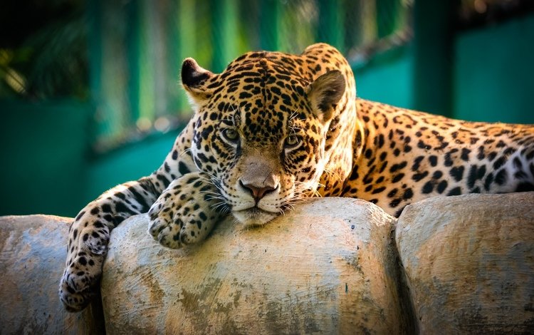 ягуар, кошки, большие, ягуары, jaguar, cats, large, jaguars
