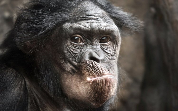 морда, взгляд, животное, обезьяна, примат, шимпанзе, face, look, animal, monkey, the primacy of, chimpanzees