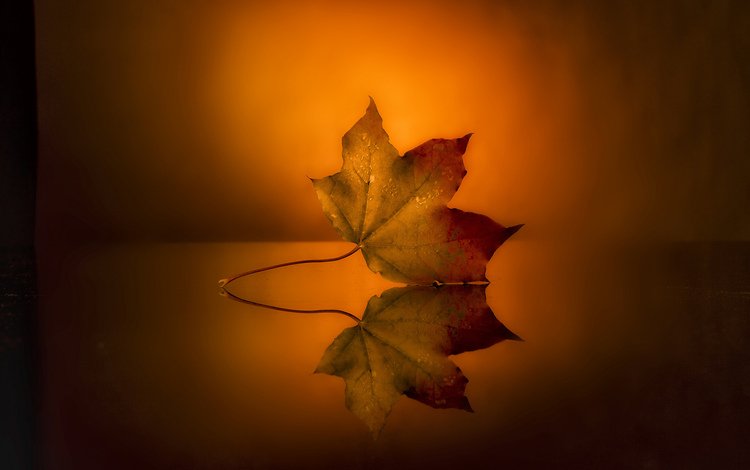 отражение, фон, лист, поверхность, осенний, reflection, background, sheet, surface, autumn