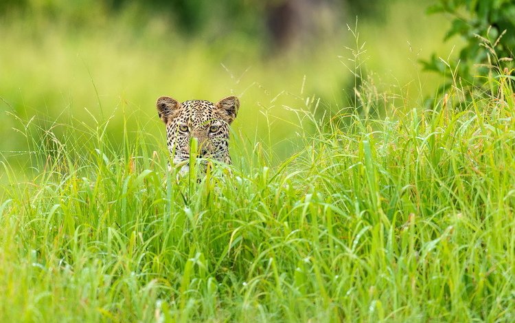 трава, леопард, африка, зелёный сезон, grass, leopard, africa, green season