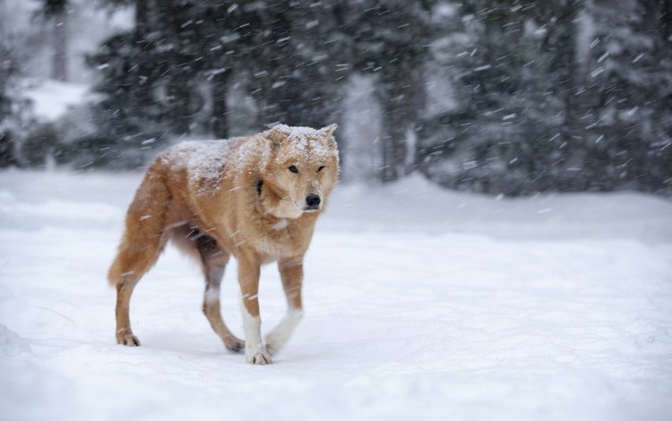 снег, зима, собака, рыжая, метель, snow, winter, dog, red, blizzard