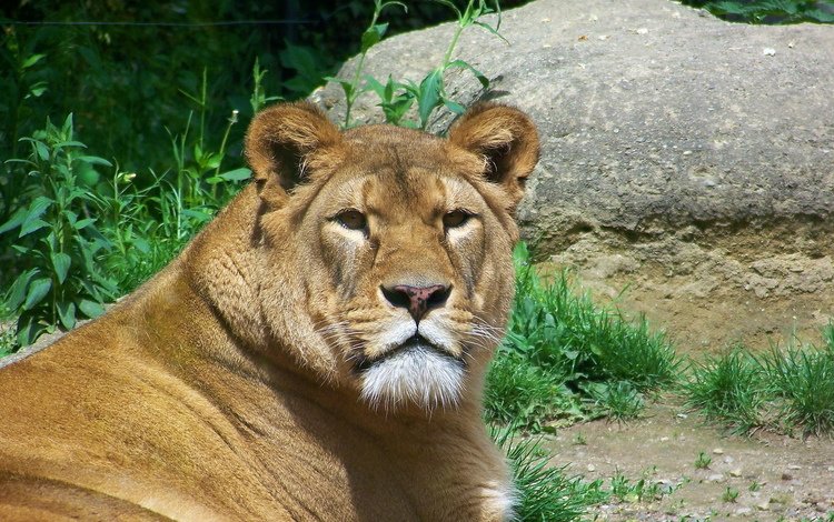 морда, взгляд, хищник, лев, львица, face, look, predator, leo, lioness