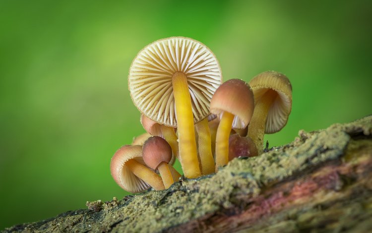 природа, фон, грибы, nature, background, mushrooms