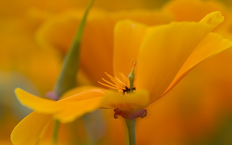 желтый, макро, цветок, лепестки, эшштольция калифорнийская, yellow, macro, flower, petals, escholzia california