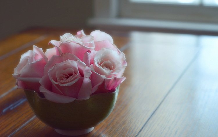 цветок, роза, лепестки, бутон, розовая, flower, rose, petals, bud, pink