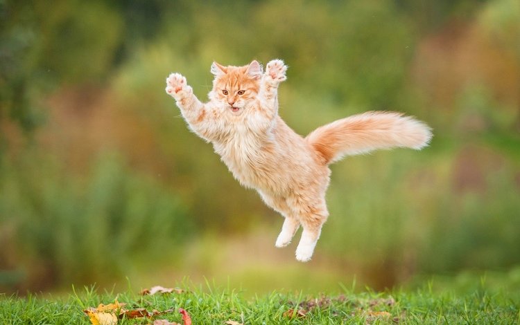 кот, пушистый, прыжок, рыжий, рыжий кот, cat, fluffy, jump, red, red cat