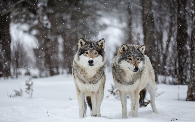 снег, природа, волки, snow, nature, wolves
