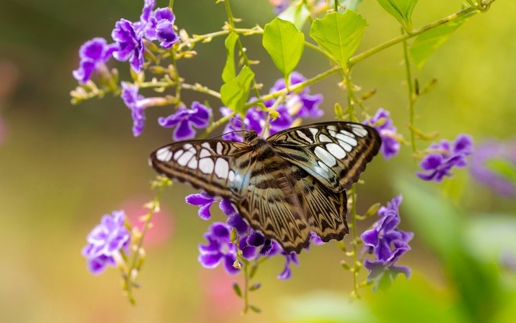 цветы, бабочка, крылья, flowers, butterfly, wings