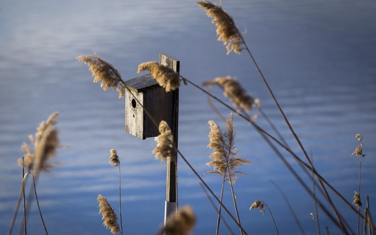 трава, вода, колоски, скворечник, grass, water, spikelets, birdhouse