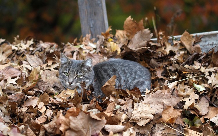 листья, кот, мордочка, кошка, взгляд, осень, сухие листья, leaves, cat, muzzle, look, autumn, dry leaves