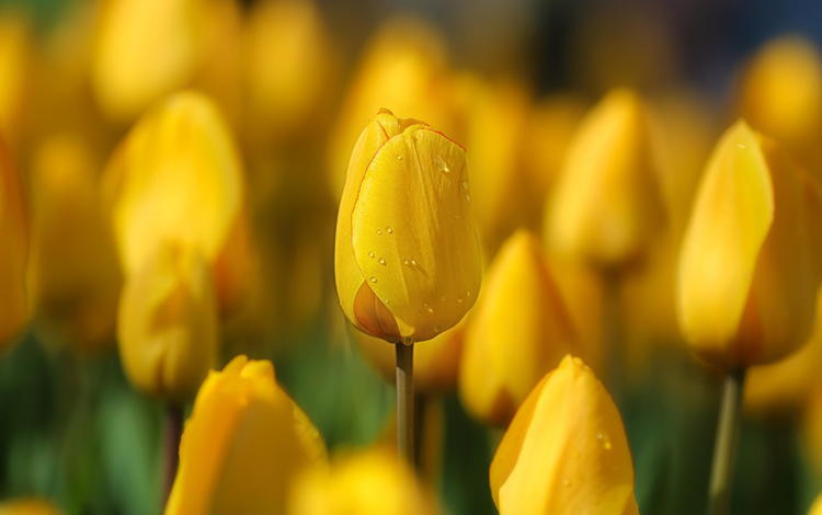 цветы, весна, тюльпаны, желтые, flowers, spring, tulips, yellow