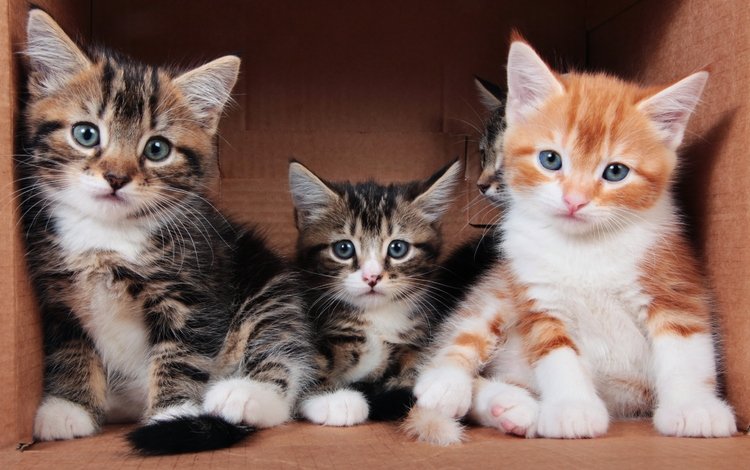 серые, кошки, котята, рыжий, коробка, трое, полосатые, grey, cats, kittens, red, box, three, striped