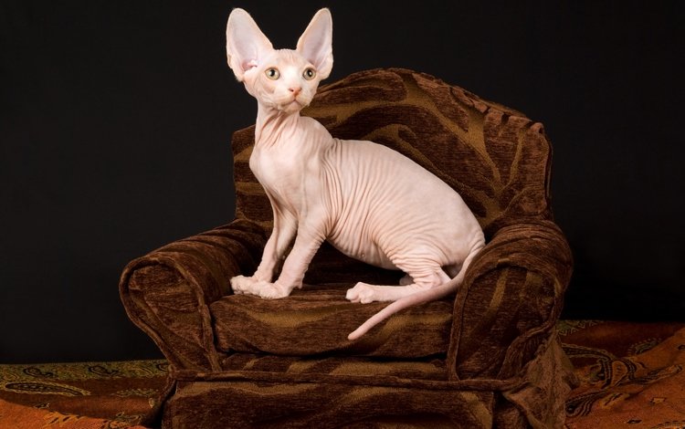 кошка, донской сфинкс, котенок, темный фон, кресло, уши, лысый, складки, сфинкс, cat, don sphynx, kitty, the dark background, chair, ears, bald, folds, sphinx