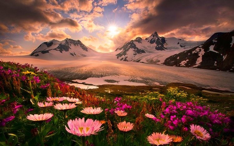 небо, горы, снег, полевые цветы, the sky, mountains, snow, wildflowers