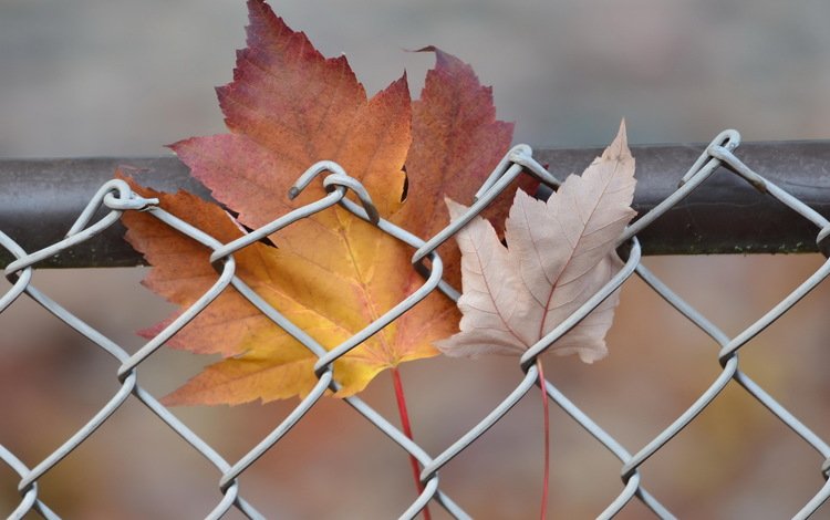 природа, листья, осень, забор, сетка, кленовый лист, nature, leaves, autumn, the fence, mesh, maple leaf