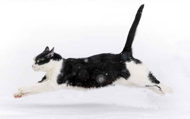 снег, зима, кот, кошка, прыжок, snow, winter, cat, jump