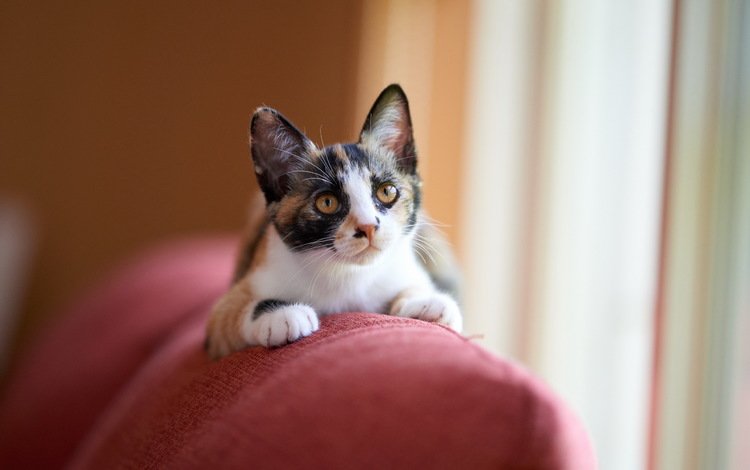 кот, кошка, взгляд, диван, cat, look, sofa