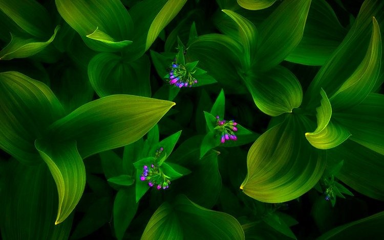 цветы, зеленый фон, flowers, green background