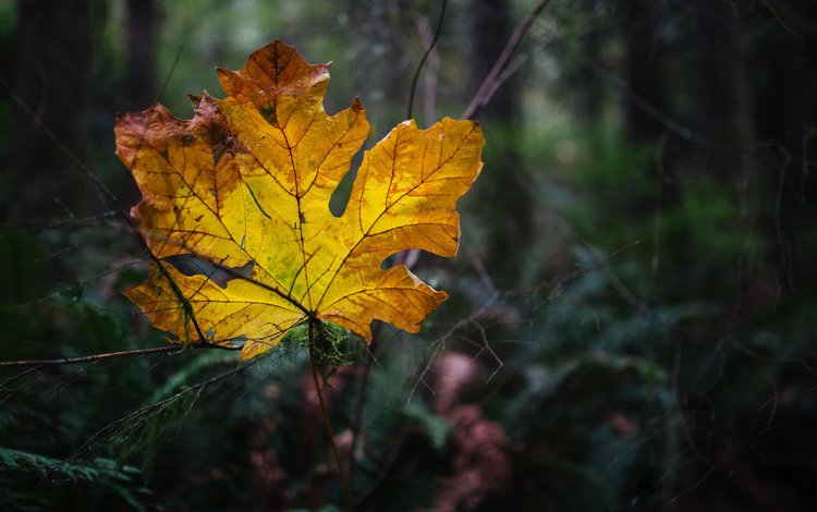 природа, осень, лист, nature, autumn, sheet