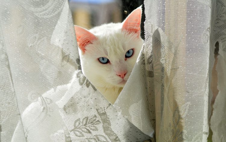 глаза, кот, взгляд, киска, занавески, котэ, eyes, cat, look, pussy, curtains, kote